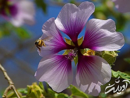 عکس های گل،تصاویر گل های زیبا تصویر گل, گل رز قرمز